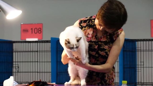 [Cherrydoll] 2013 TICA CATSHOW(S.Korea) - Flora