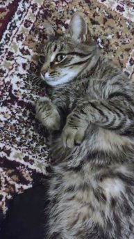 Приходишь уставший домой, а там....