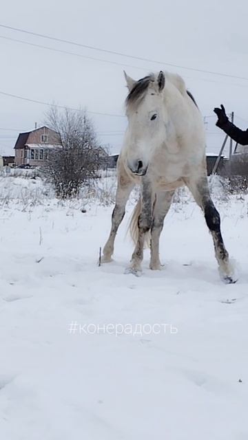 Уступка на человека. Конерадость