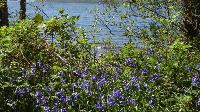 Discover The Story Behind Loch Lomond, The First Song From Six Songs For Scotland  A Bluebunnet Sho