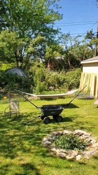 cut honeysuckle tree