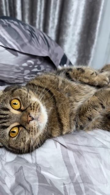 ЧЕССИ🐯ТЫ КОГО КОПИРУЕШЬ?