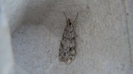 Granietmot - Scoparia/Eudonia spec.