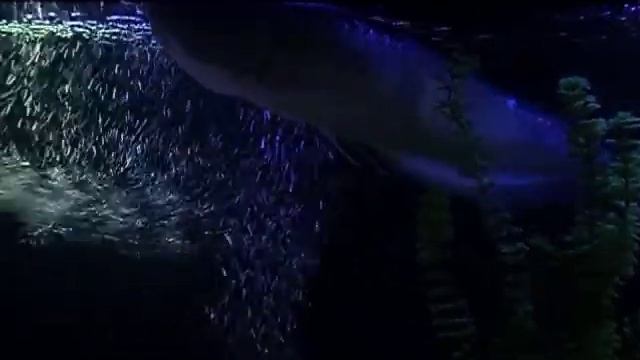 Моя Арована (1год-60см.)-растем! ( My arowana 1 year old, about 0.6m)