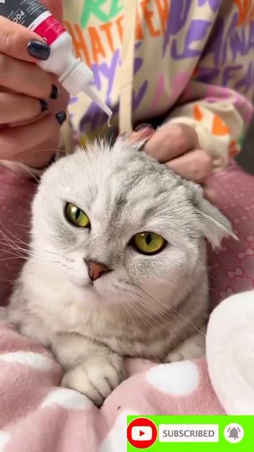 Cat Ear clean🐱#youtubeshorts #ytshorts #viral #cat #shorts