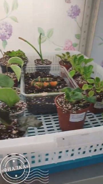 Подготовка к эксперименту. Буду проверять влияние самых популярных стимуляторов