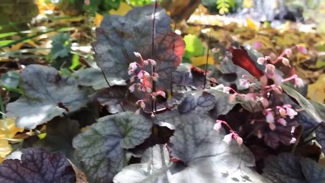 Coral Bells/Heuchera in the Fall