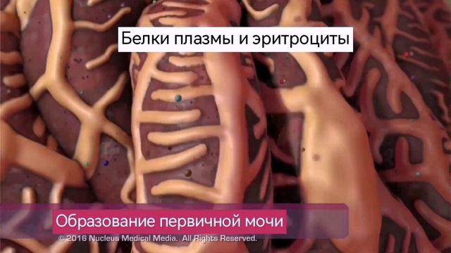 Выделительная система человека