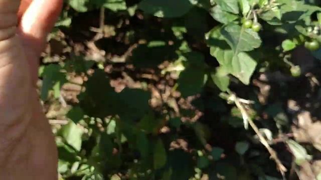 Black Nightshade with pale yellow fruit tastes the same? (Solanum nigrum)