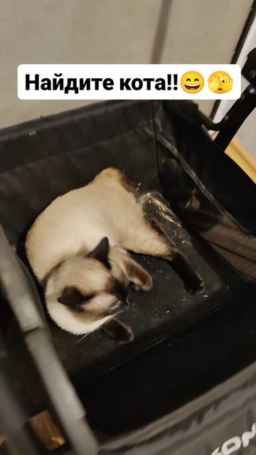 Найди кота!!