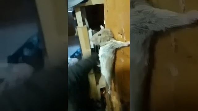 немного чёрного юмора
