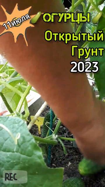 ОГУРЦЫ ПОПЕРЛИ в открытом грунте. Мы приехали, 10 дней нас не было, огромные #огурцы 👍 11 июля 👍