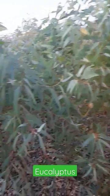 தைலமரம் #shortsfeed #shorts #eucalyptus #trees #leaves #plants