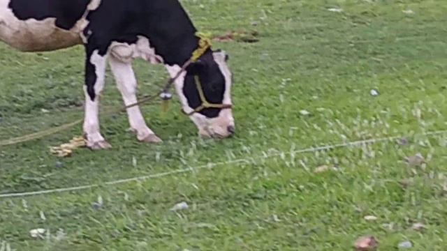 Cow and calf grazing grass in the filed | cow video