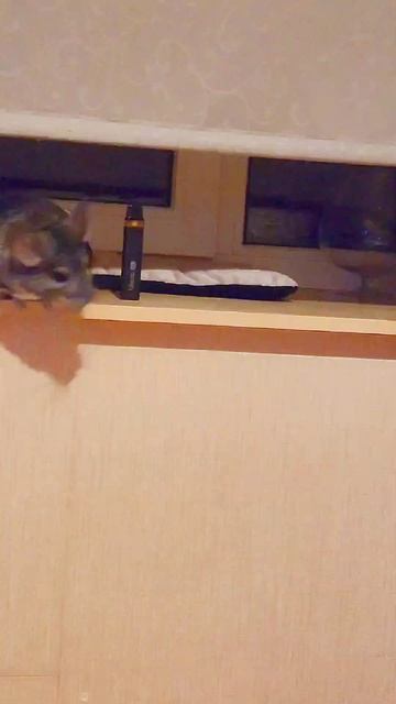 #youtubeshorts #shorts #шиншилла #играет с #кошкой 🤡 #chinchilla #cat #cute #friends  #funny