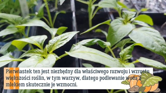 Nawożenie i oprysk ochronny siewek mlekiem na pleśń, gnicie i żółknięcie sadzonek, rozsad. #ogród