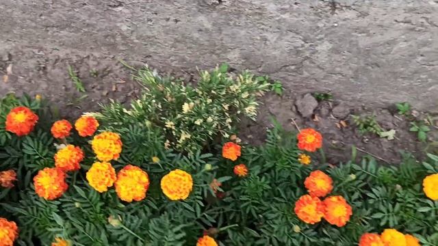 Какое чудо расцвело.....🌵💮