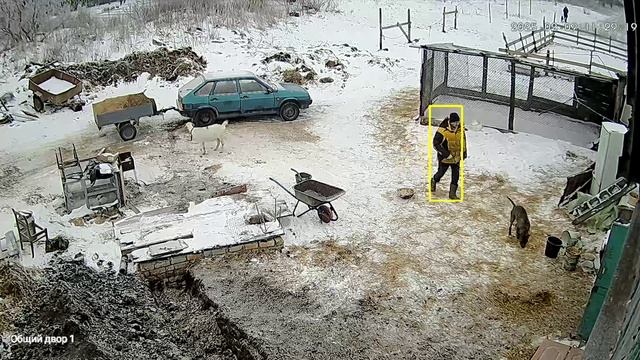 Козы на столько суровы,что не боятся даже питбуля