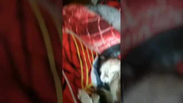 Короче говоря Кошка