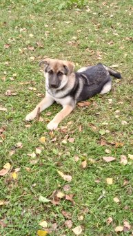 Джеки сденоф 2