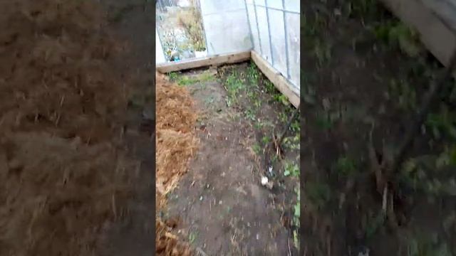 СДЕЛАЛ ШАБАШКУ соседке, а ОНА мне дала РОГА ЛОСЯ И 1000 РУБЛЕЙ !!!