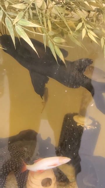 Pineapple, my big Asian Upside Down Catfish!!  (2023) #shorts