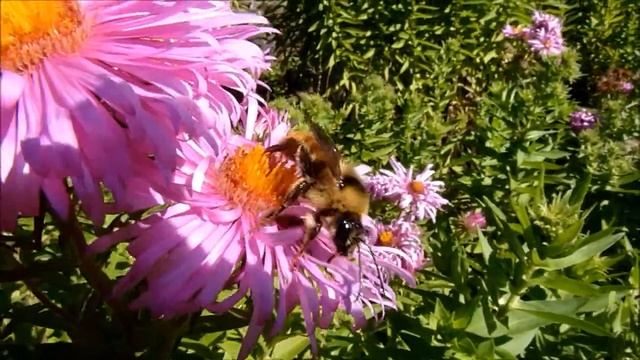 Unidentified bombus 2