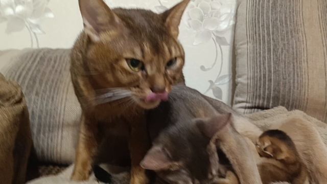 Абиссинские котята😍🤗😍.mp4