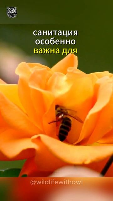 Секрет жужжания пчёл и шмелей #bee #shortvideo #шортс