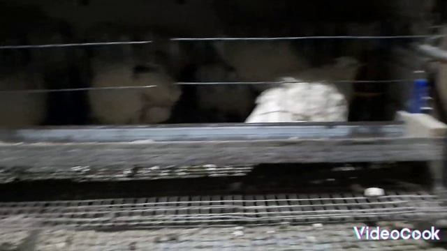 Перепелиный день Наши будни