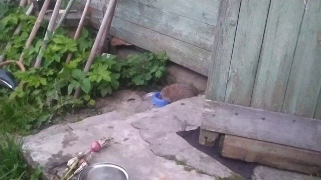 Охота😎на ежа🦔 в летний период: 1-ая серия. Тверская область, Старицкий район, 20 июля 2023 года