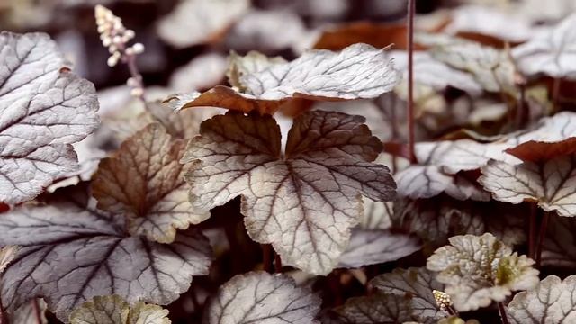 Heucherella Foamy Bells Twilight at WaysideGardens.com