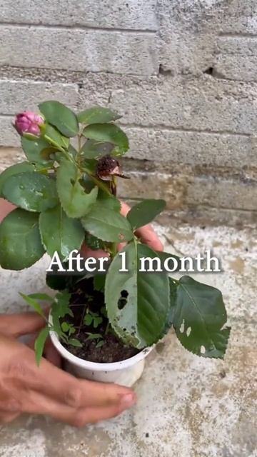Grafting rose in tomato