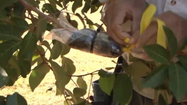 Growing Tips - Marcotting Rambutans