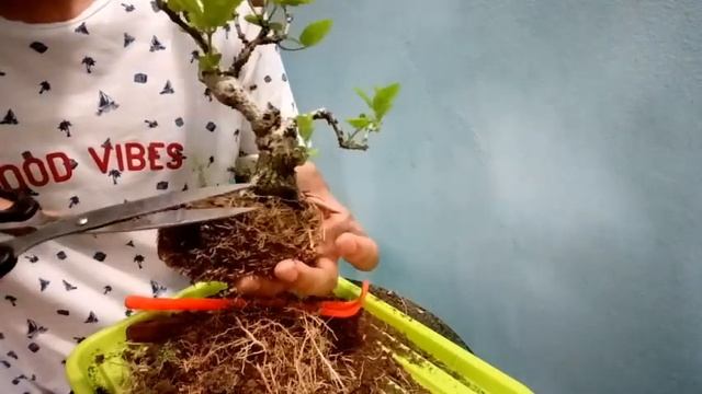 Jasmine Bonsai / How to  grow Jasmine  Plant  in a pot / বেলি ফুলের বনসাই