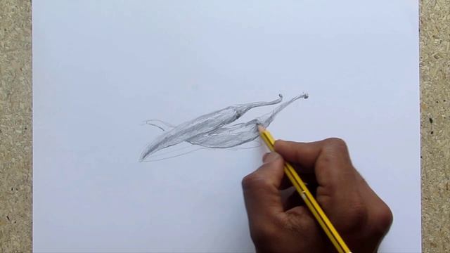 How To Draw A Chili Step By Step: Pencil Sketch Chili Drawing