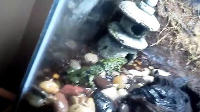 10 gallon fire belly toad setup re arranged update