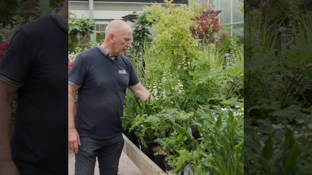 Interesting Summer Plants