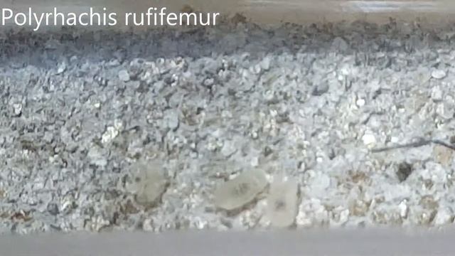 Ants Till Dawn | test tube colony's