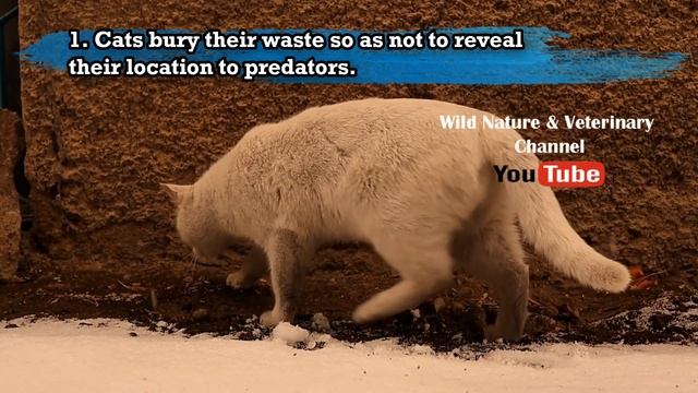 Why Do Cats Bury Their Poop?  | Pets Veterinarian | Urban Wildlife, Backyard Cat, Animals