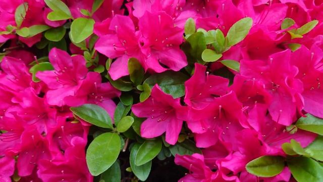 キリシマツツジ（霧島躑躅）が、満開です。綺麗に咲きました。紅紫色が、綺麗に映える春の陽気です。Rhododendron obtusum【撮影日時】2022-04-26 16:37