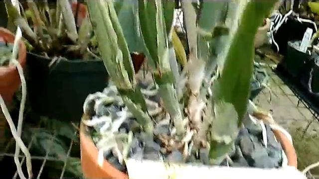 Cattleya alliance Blc. Orglades Happy Face Bright Future x Carolina Orange Glow "Krull Smith"