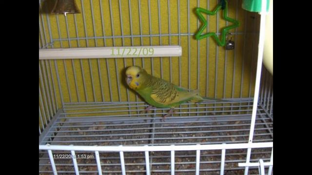 Budgie/Parakeet (Lily)