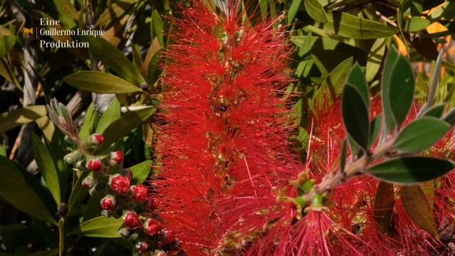 Roter Zylinderputzer (Callistemon) mit bestäubenden Bienen.