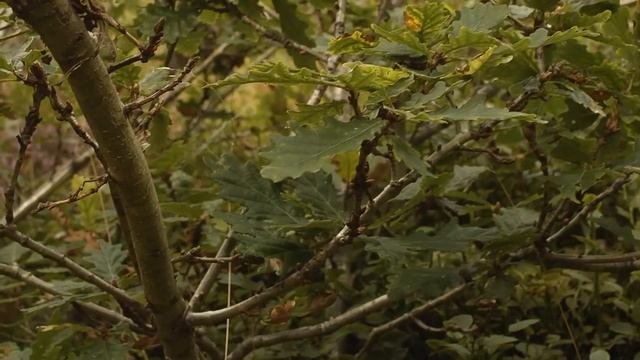 Exmoor's woods and forests