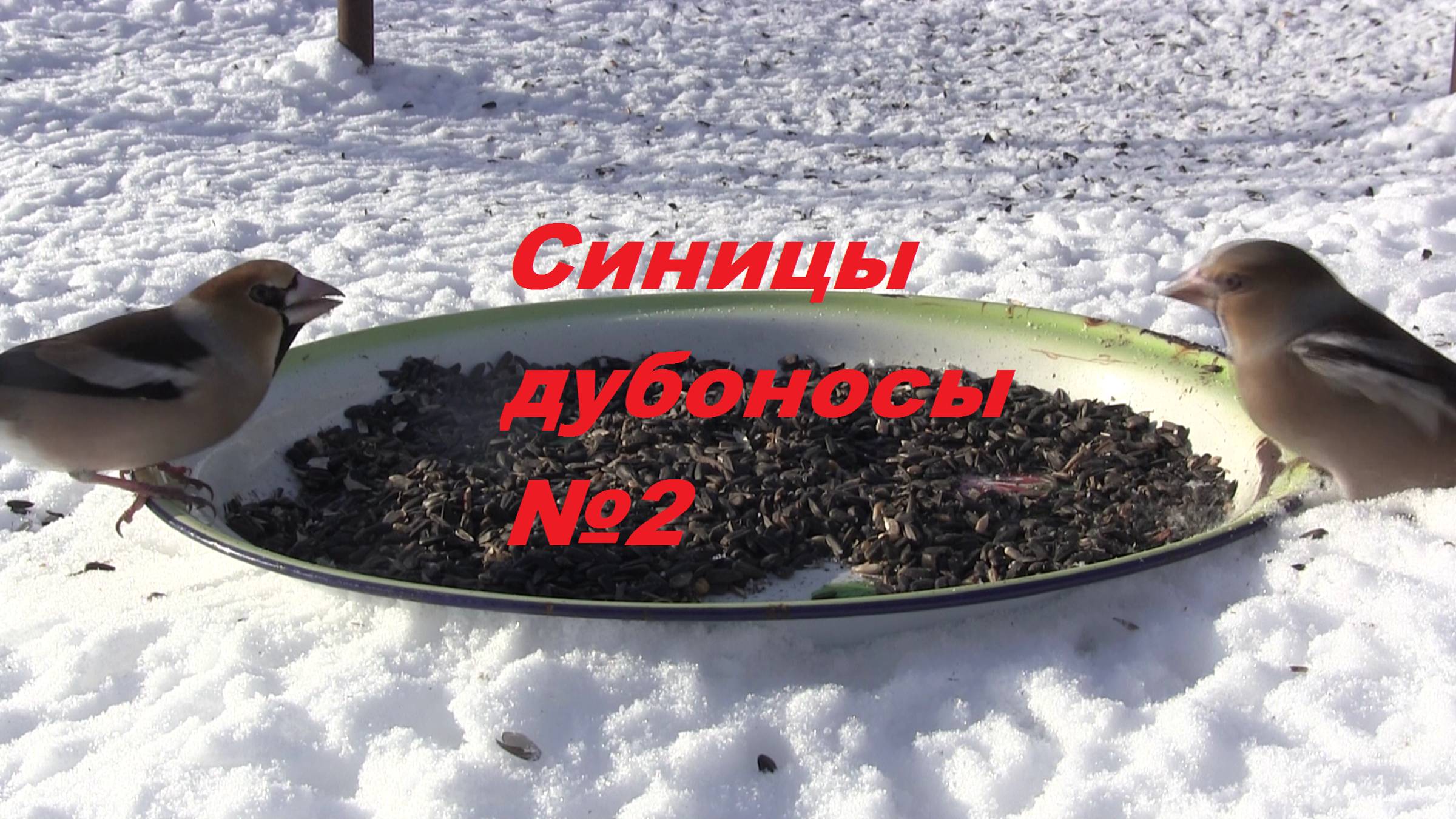 Синицы и дубоносы №2