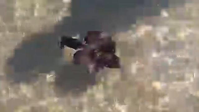 Aplysia depilans a Grottammare