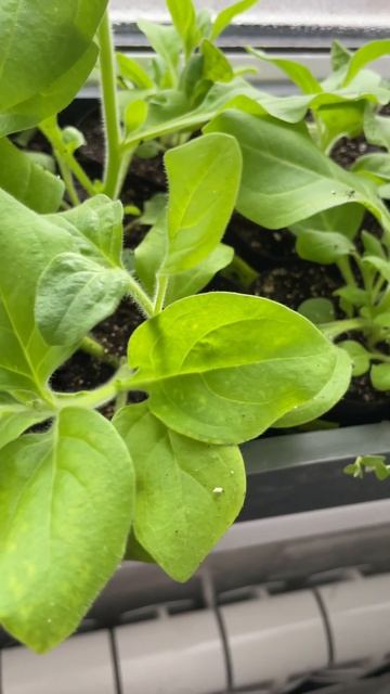 Как развивается #петуния после прищипки