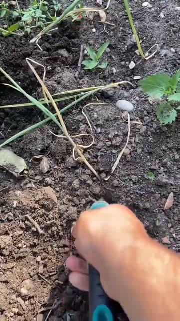 Harvest garlic for the first season #shorts