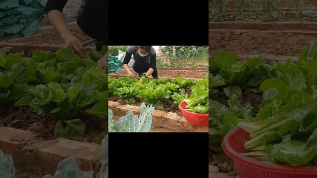 Thu hoạch rau diếp Bosam Hàn Quốc